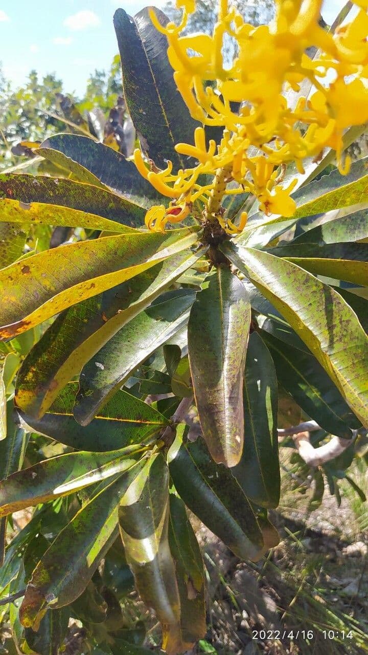 Vochysia tucana 7
