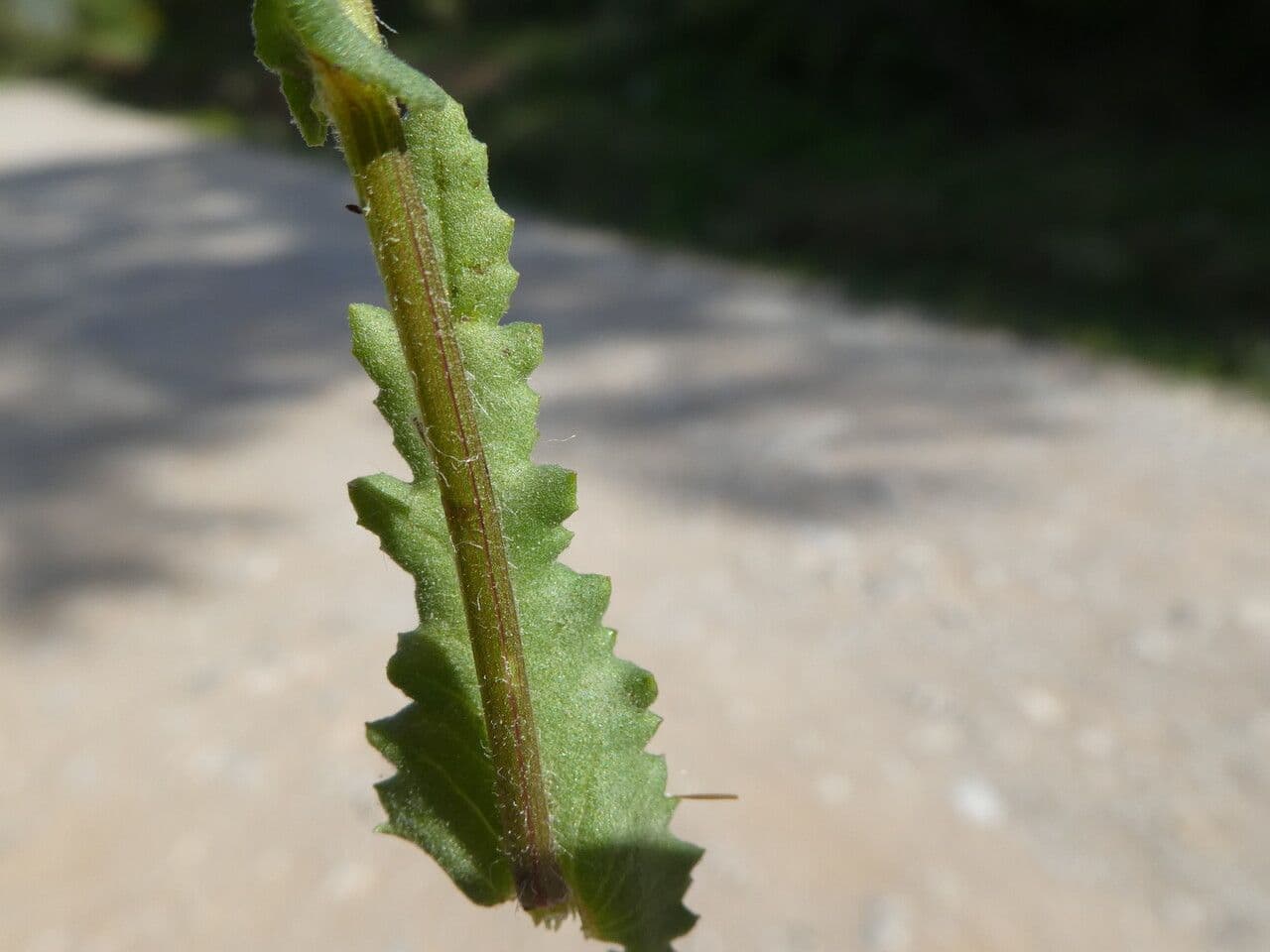 Senecio livido 17