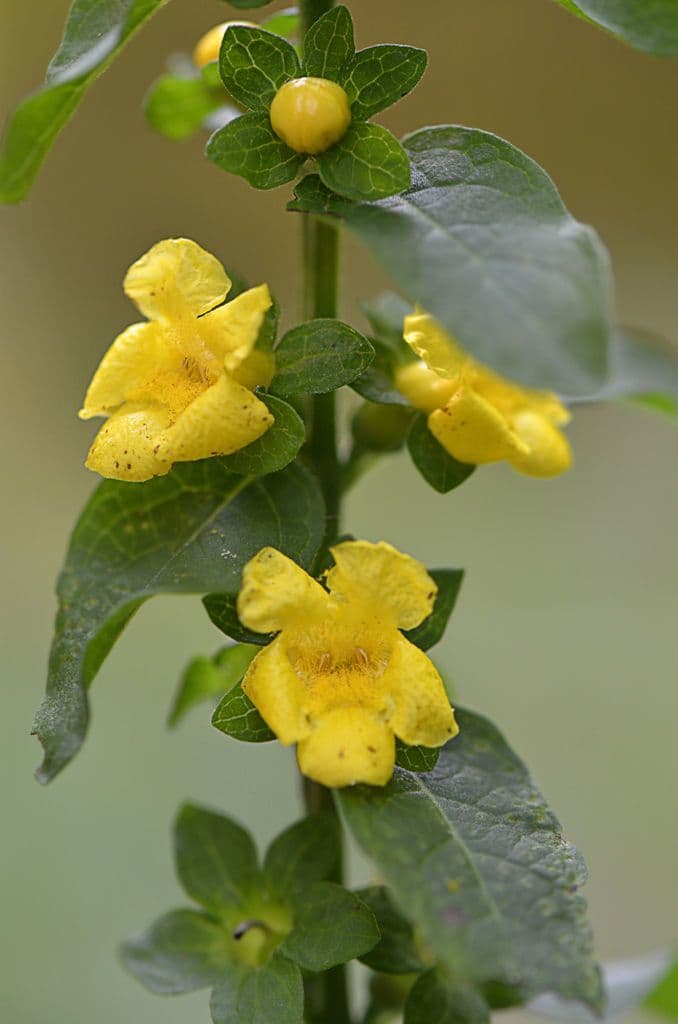 Dasistoma 7