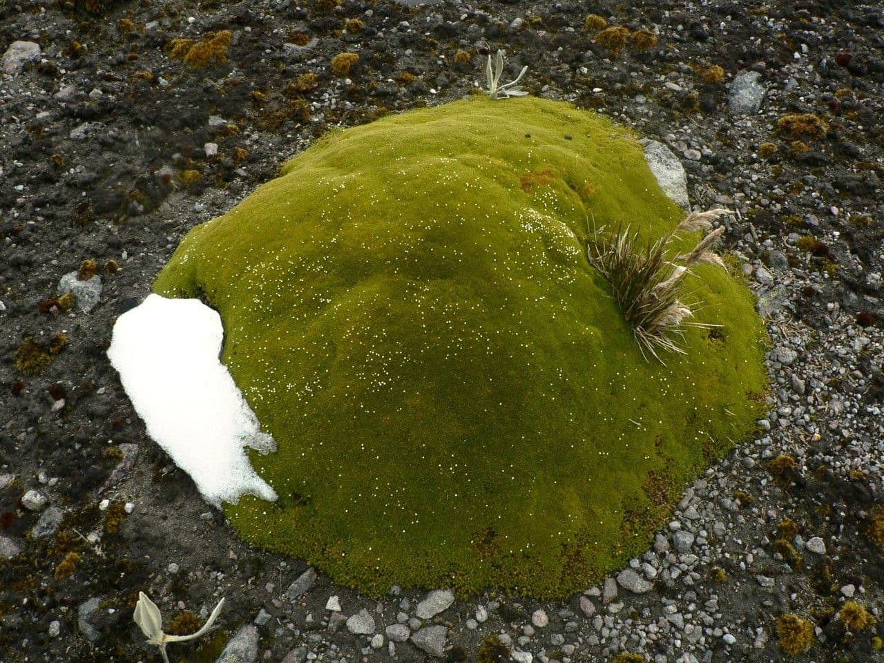 Arenaria 6