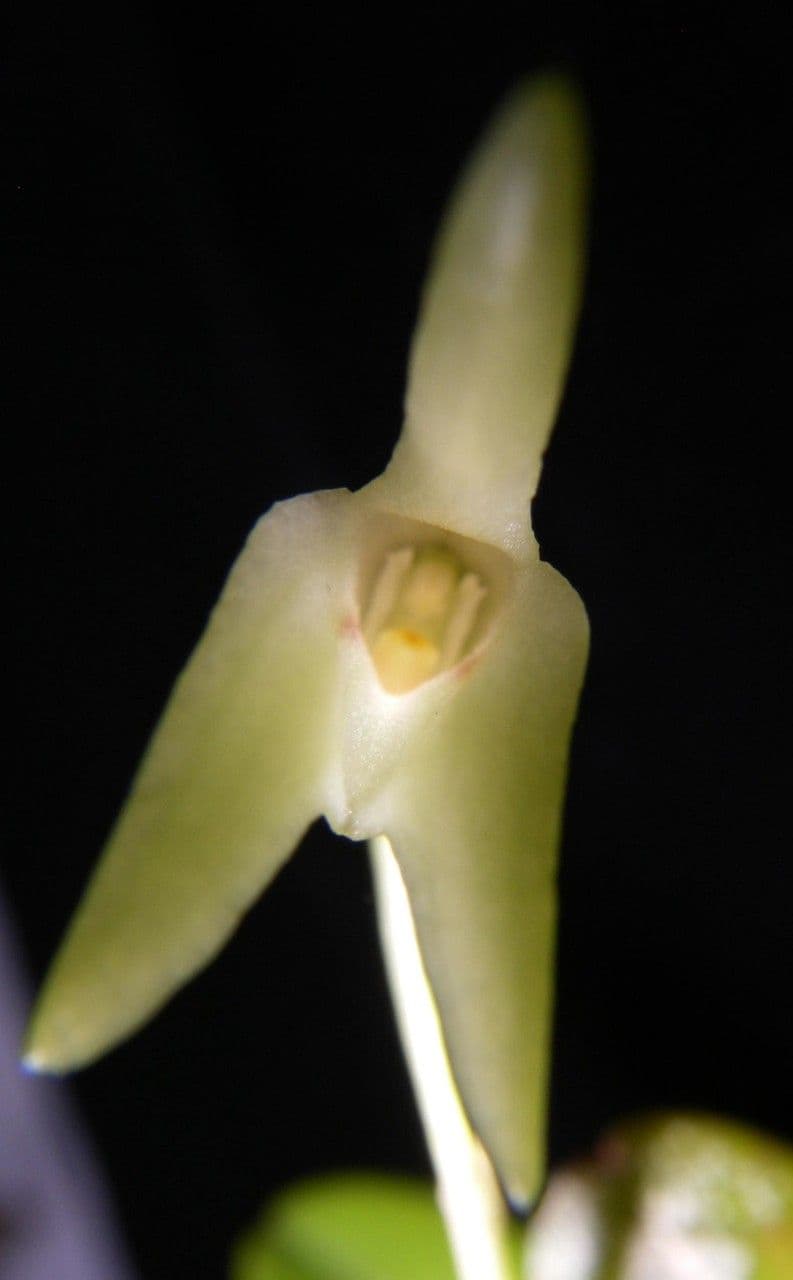 Masdevallia 5