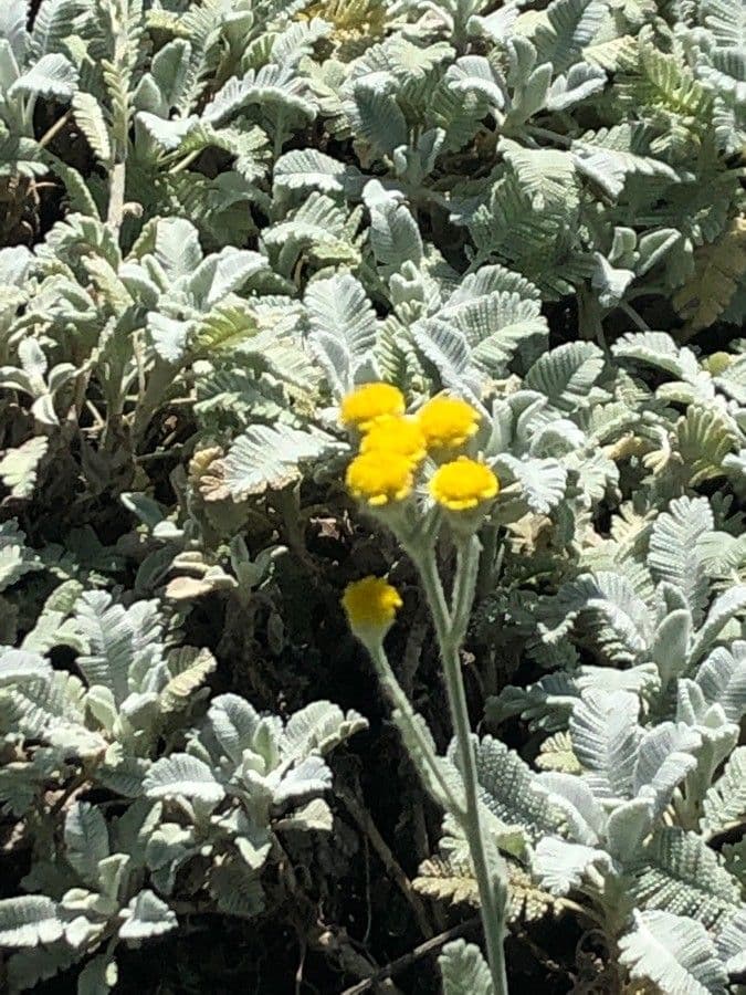 Tansy denso