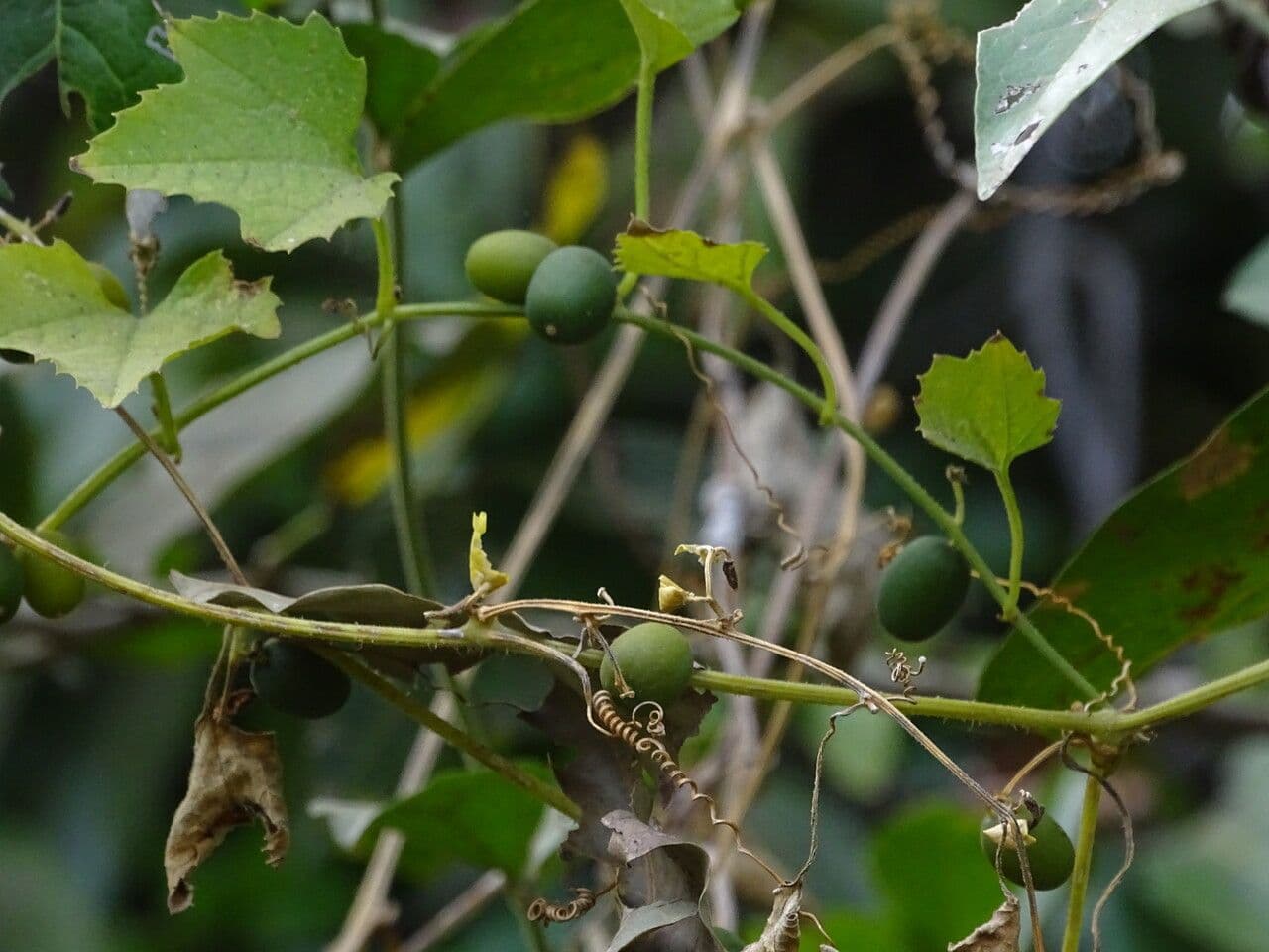 Cayaponia 6