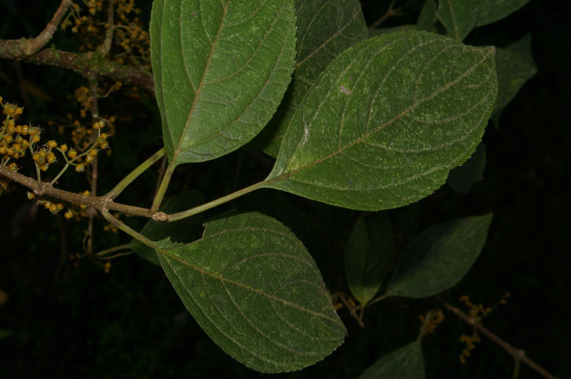 Lozanella 4