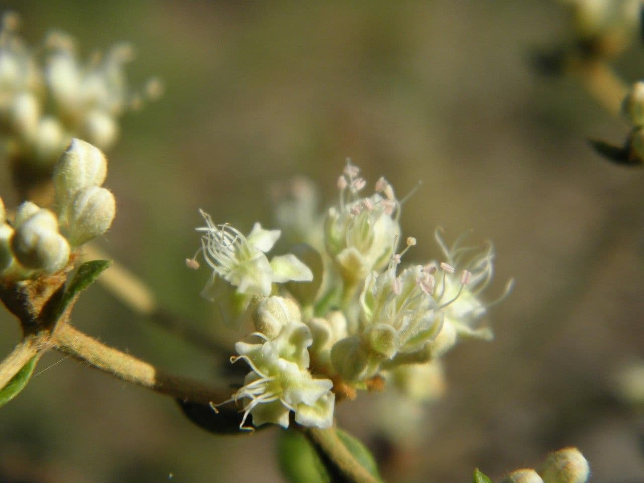 Eriogonum 3