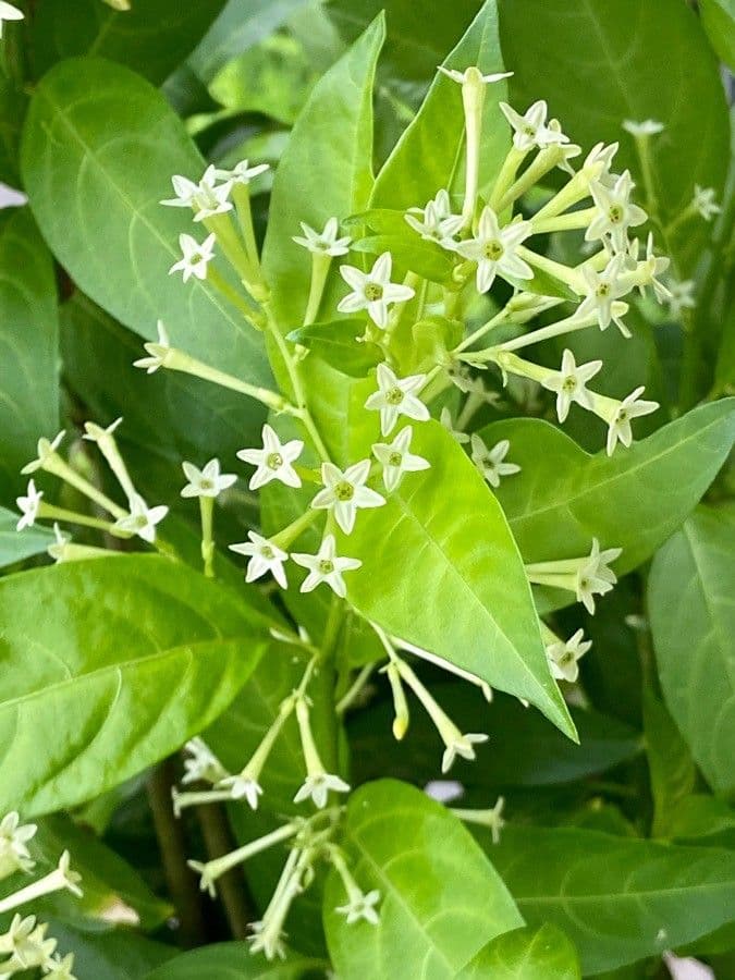 Cestrum nocturno 7