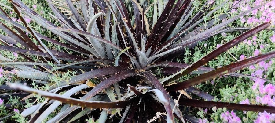 Dyckia