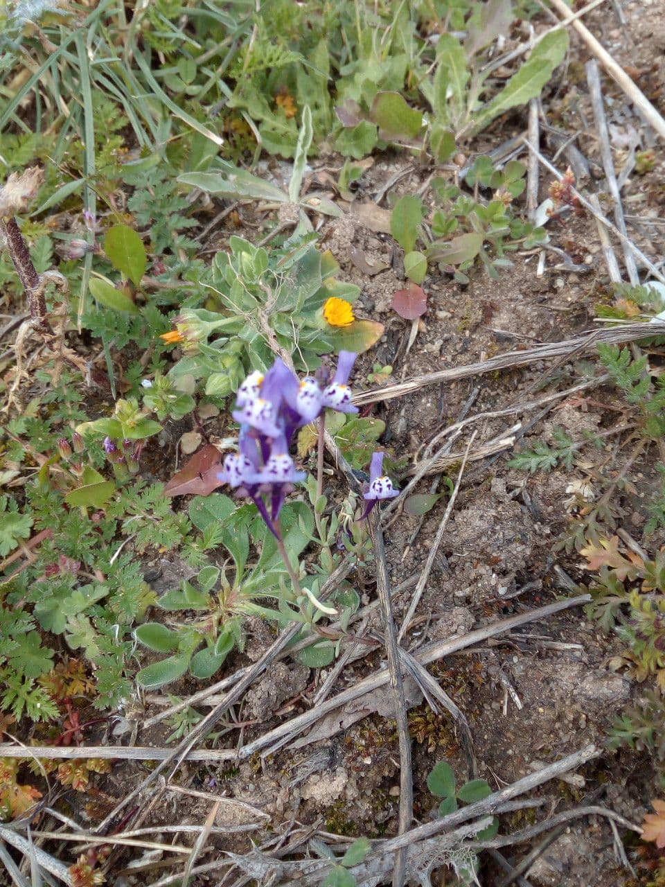 Linaria ametista
