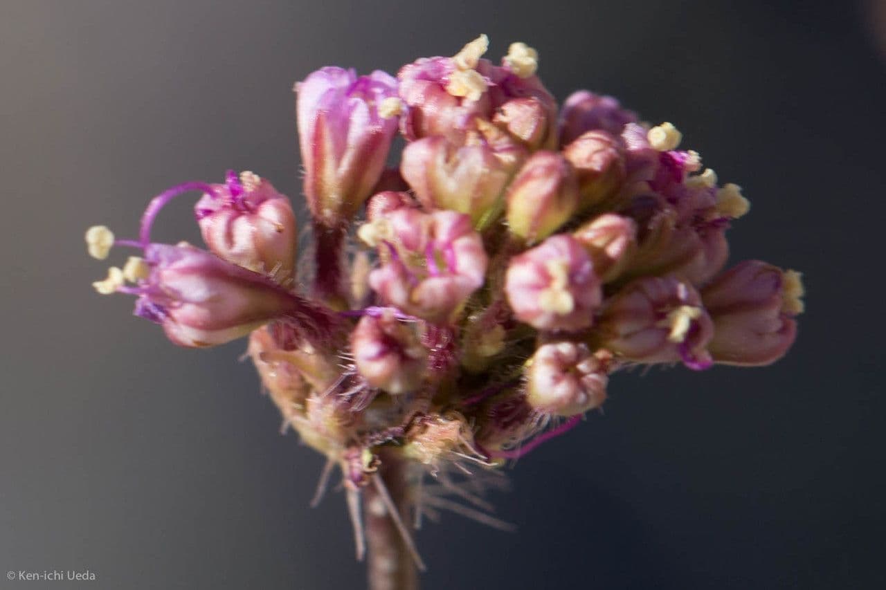 Anulocaulis 4