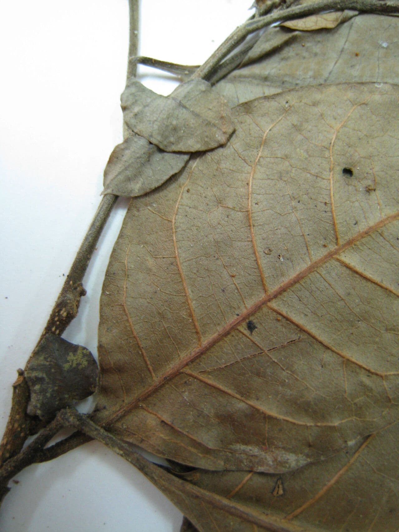 Kleinblütige Trichilie 4