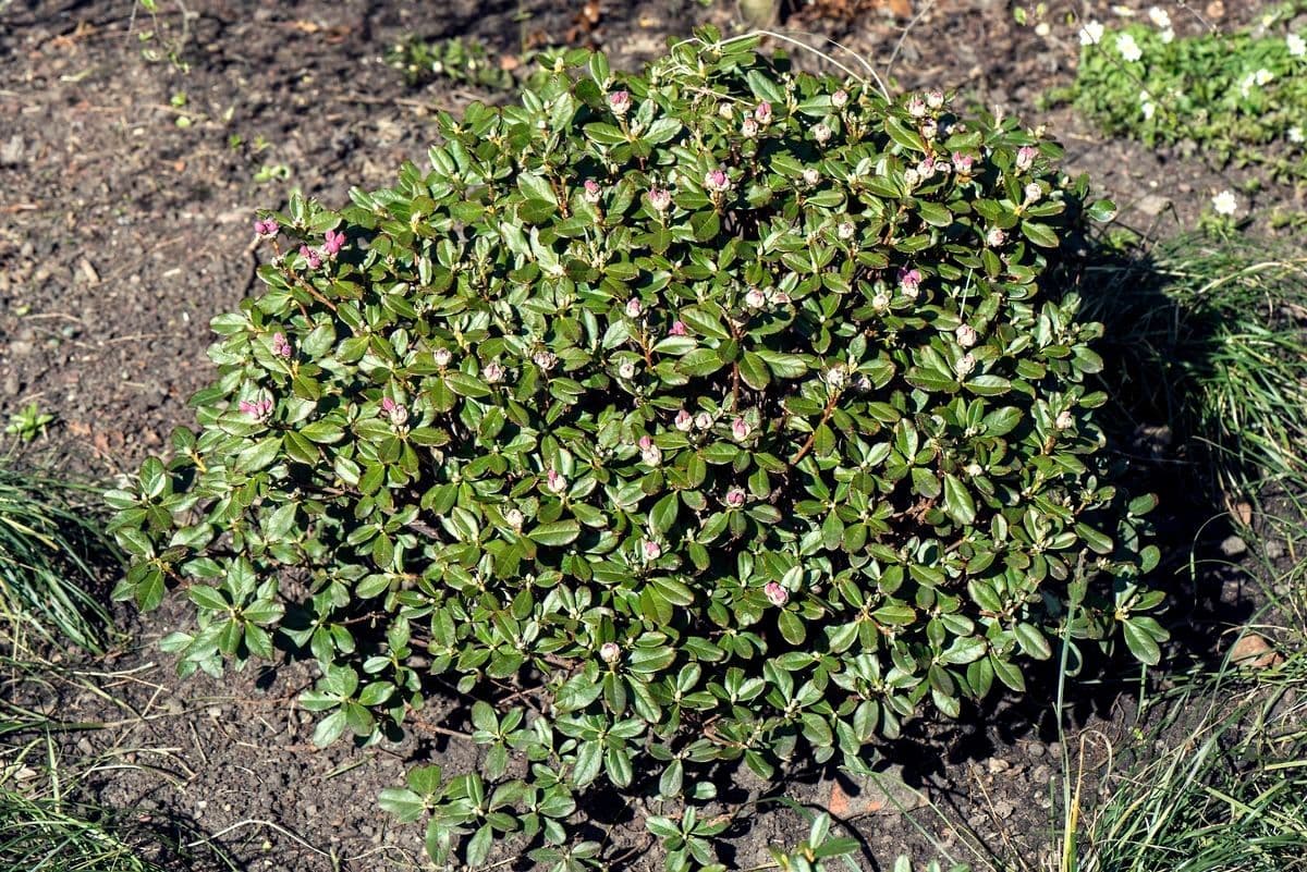 Rododendro 6