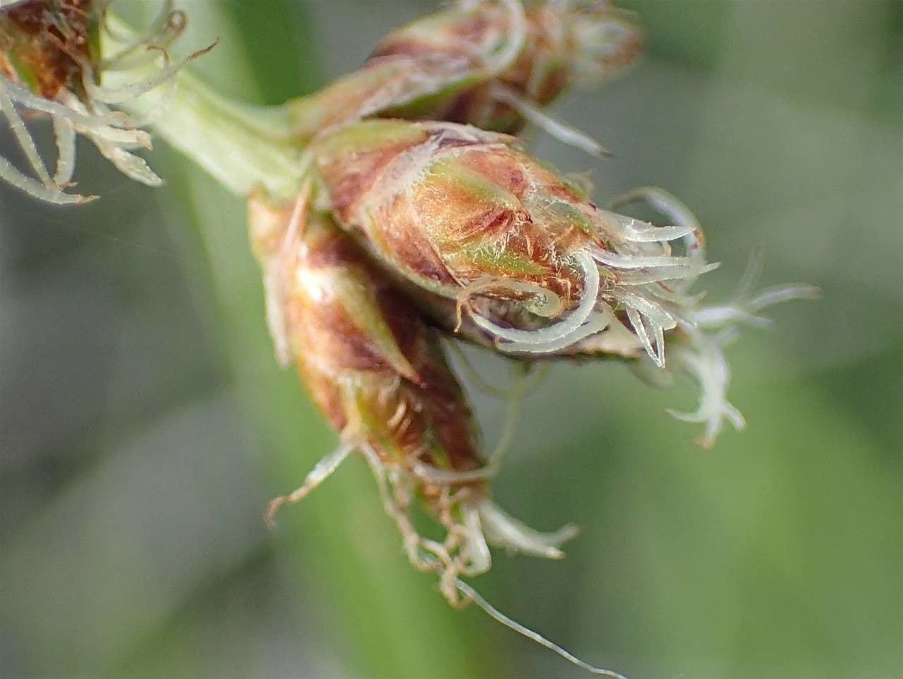 Schoenoplectus triqueter 5