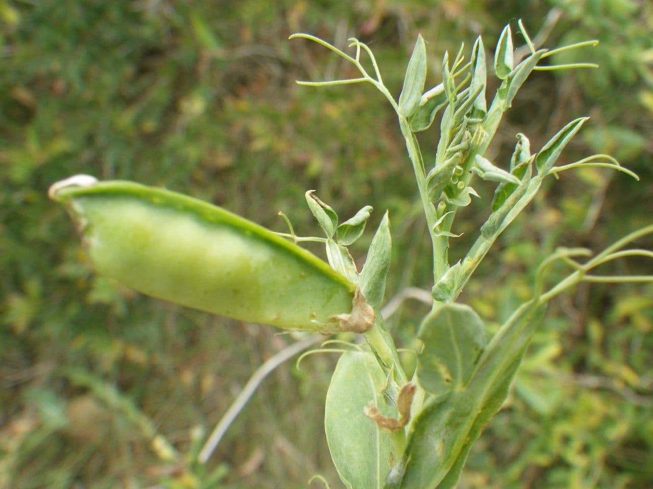 Vesce d'Ochrus 4