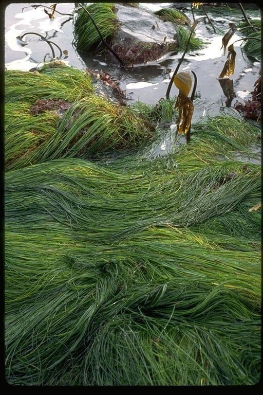Phyllospadix scouleri 5