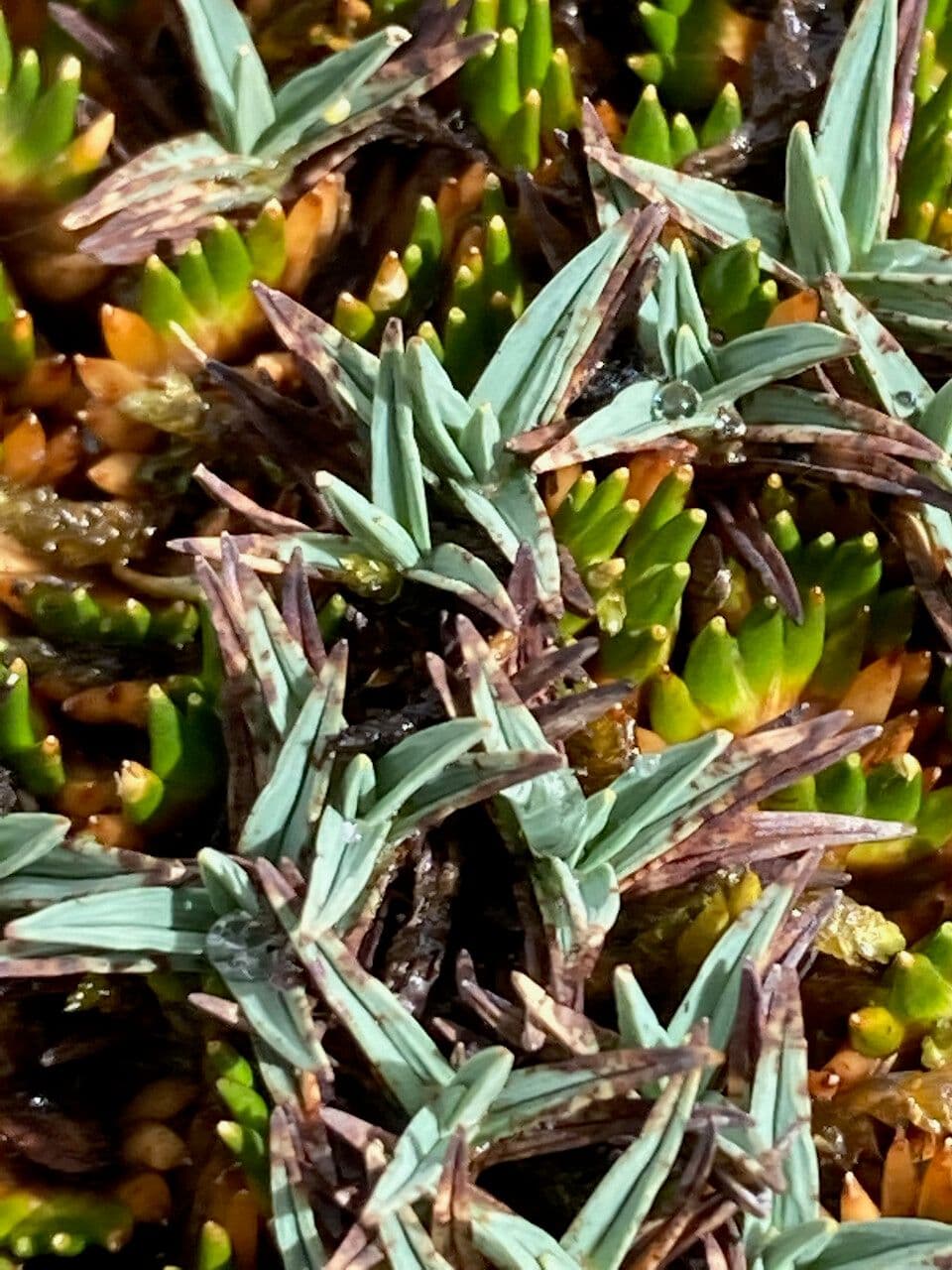Phylloscirpus 8