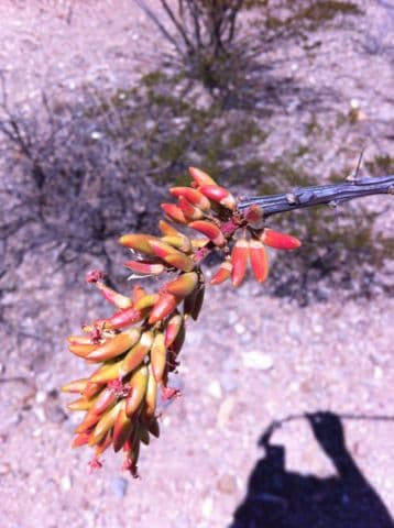 Ocotillo 7
