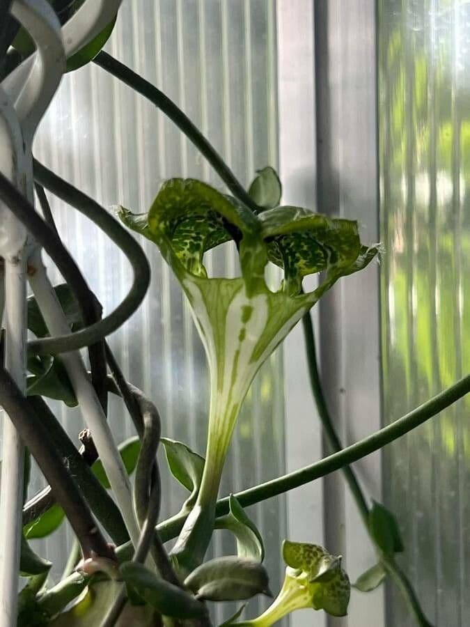 Brunnenblume 8
