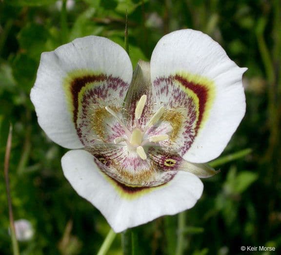 Calochortus superbo 3