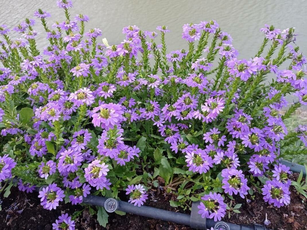 Scaevola 5