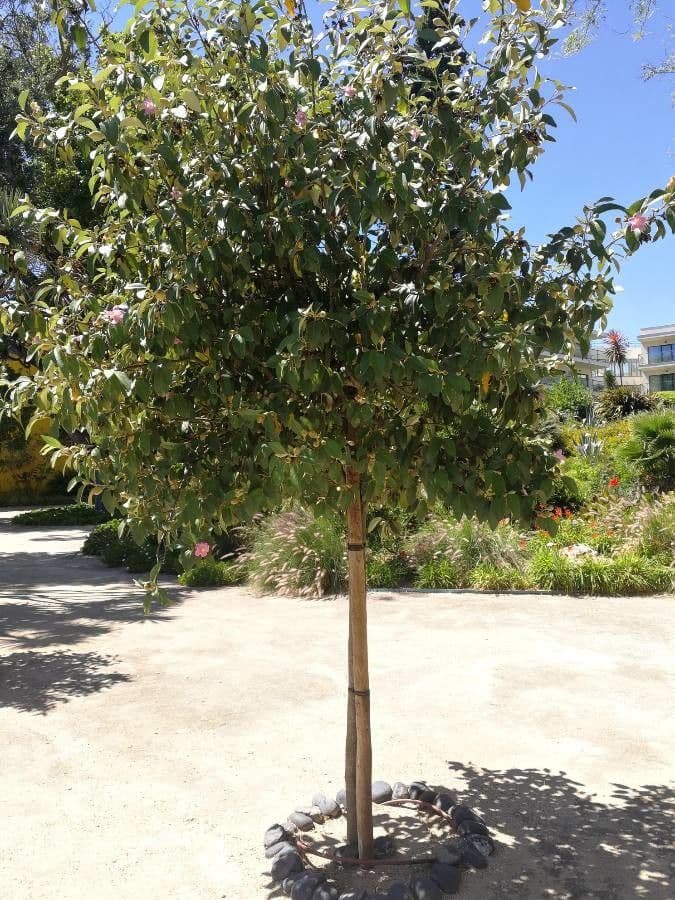Juckbaum 11