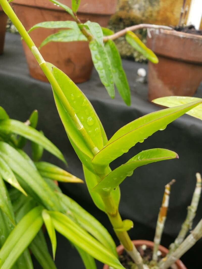 Dendrobium bigibbum 9