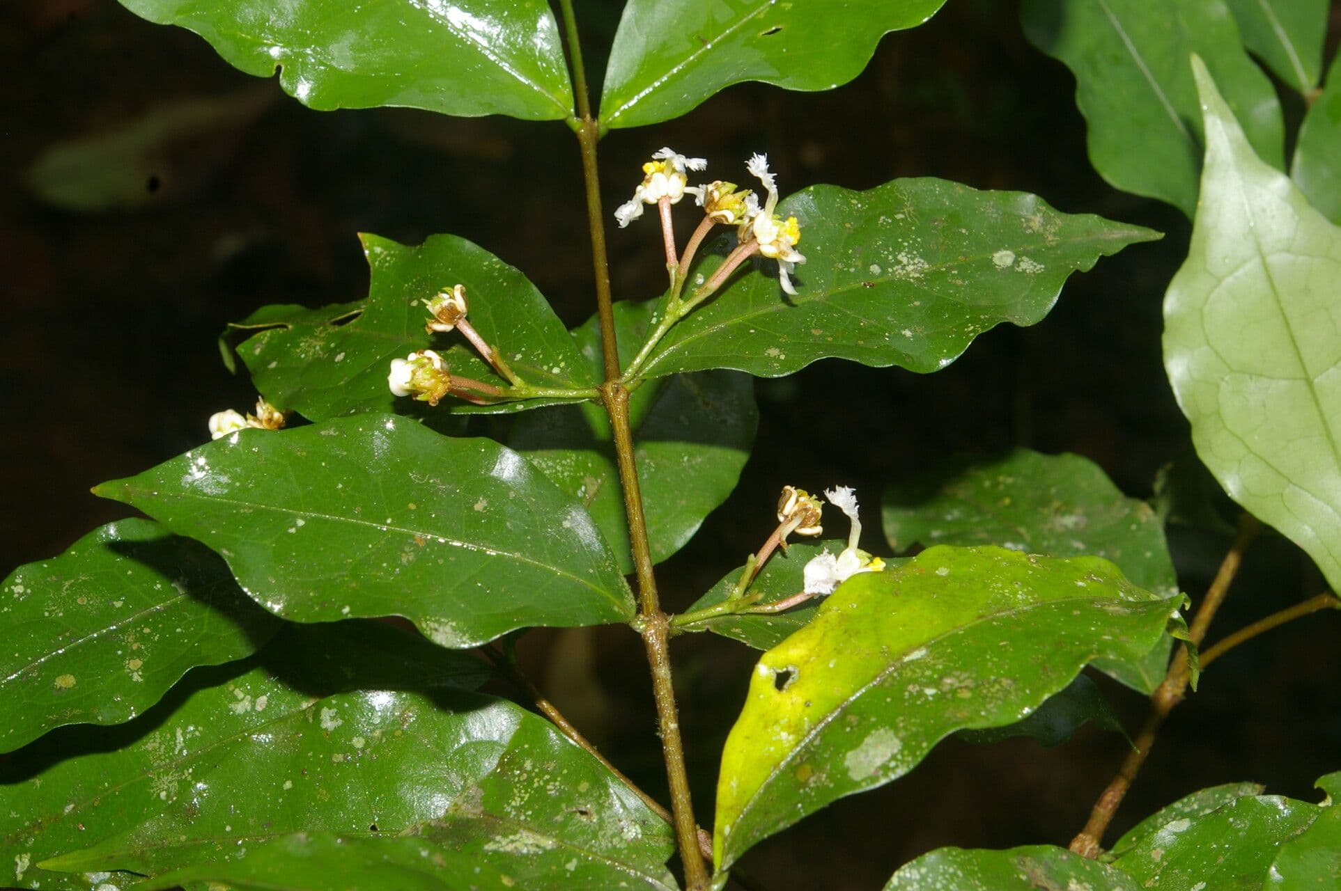 Malpighia 3
