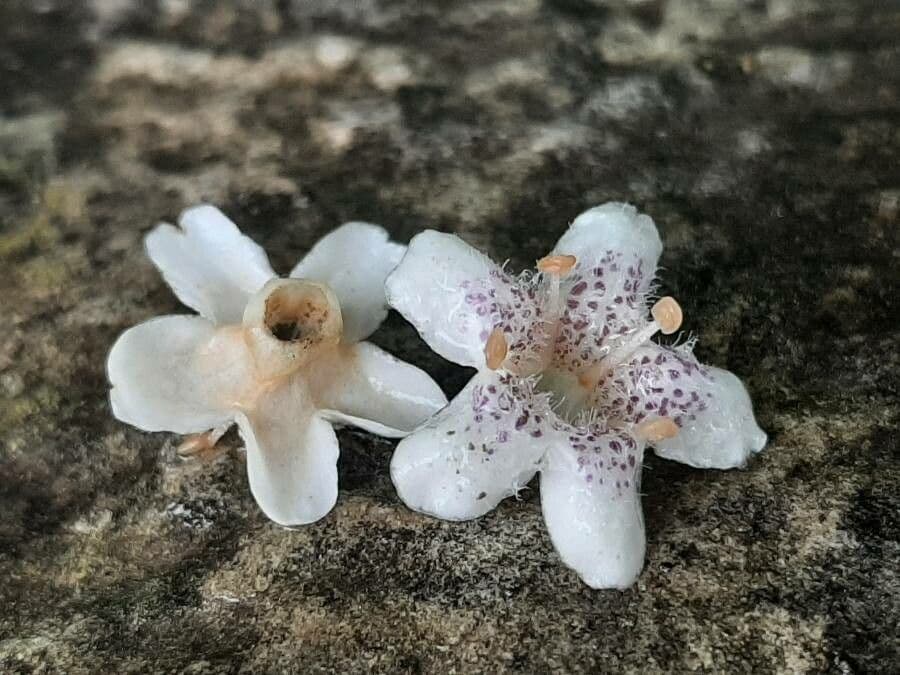 Schlankblättriges Myoporum 8