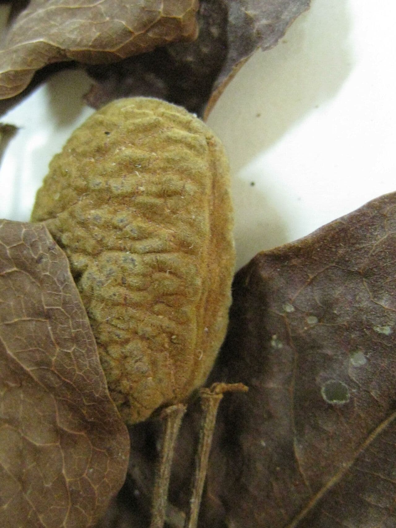 Cynometra 4