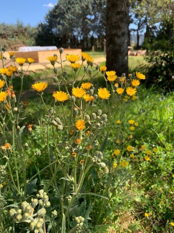 Radicchiella setolosa 7