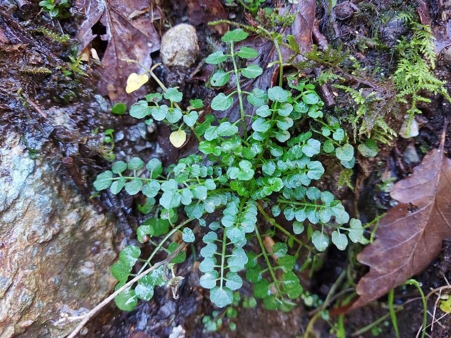 Cardamine flexueuse 16