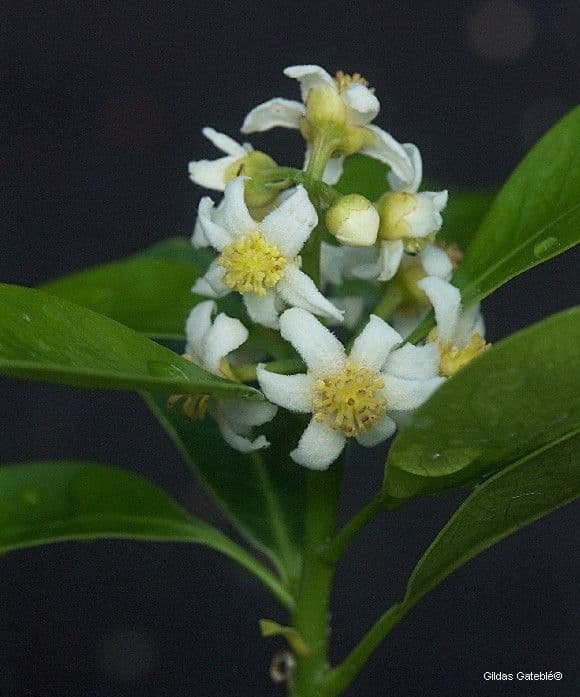 Fontainea 6