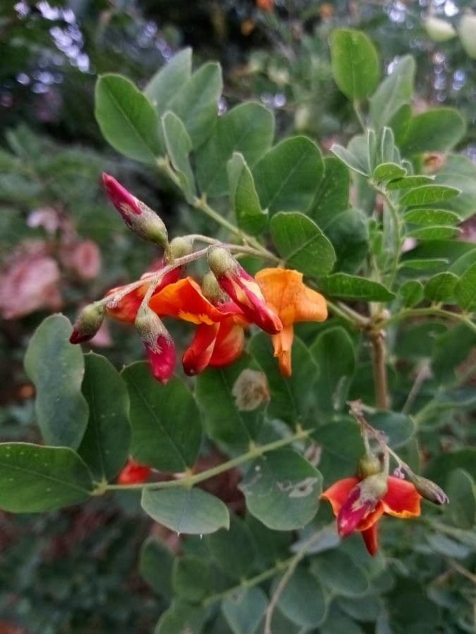 Vescicaria orientale 10