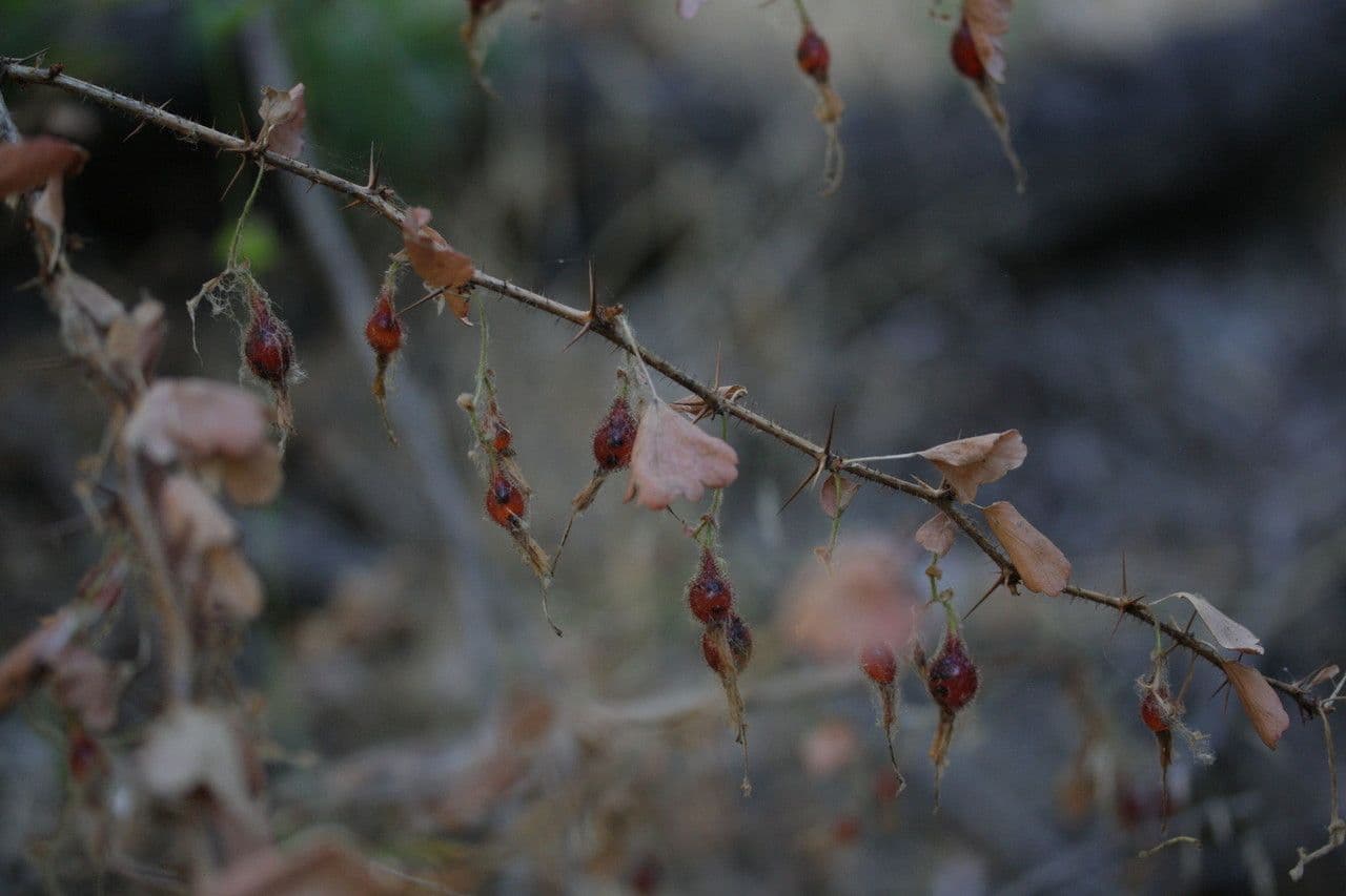 Fuchsiöse johannisbeere 3