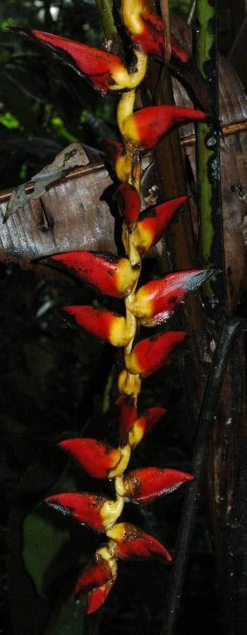 Helikonia brodata 8