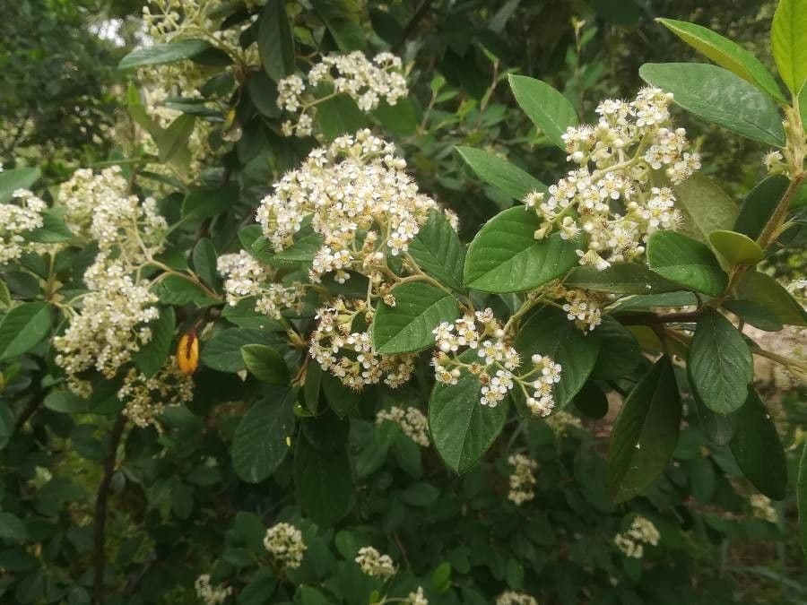 Cotoneaster 29