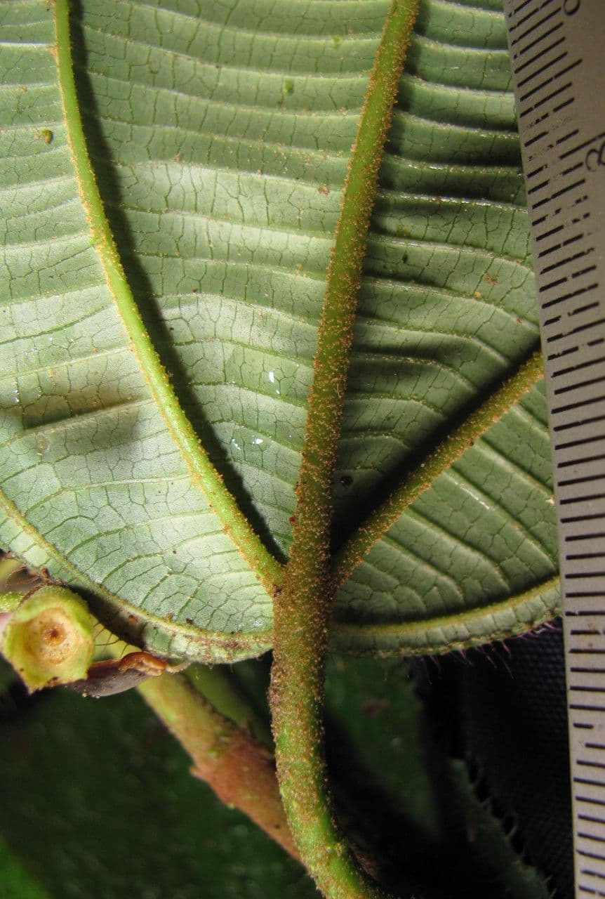 Miconia 3