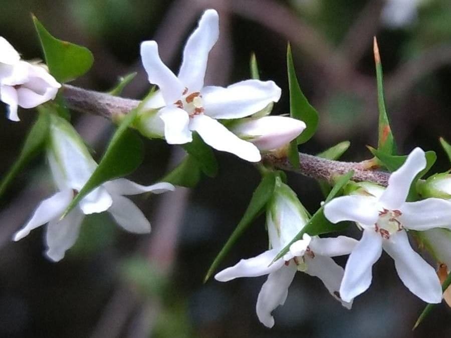 Epacris pekná 2