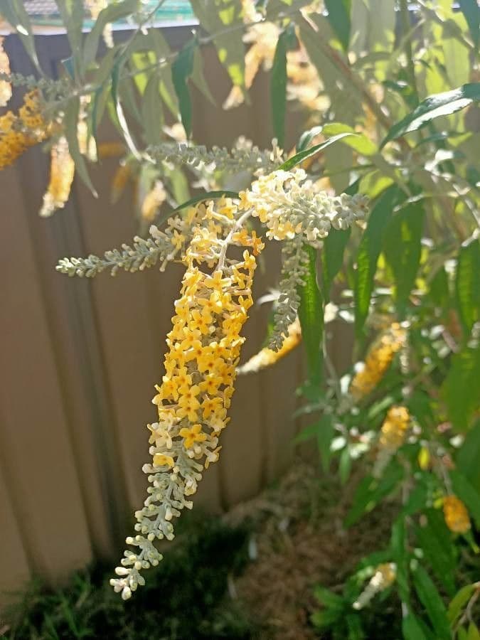 Buddleja asiática 2
