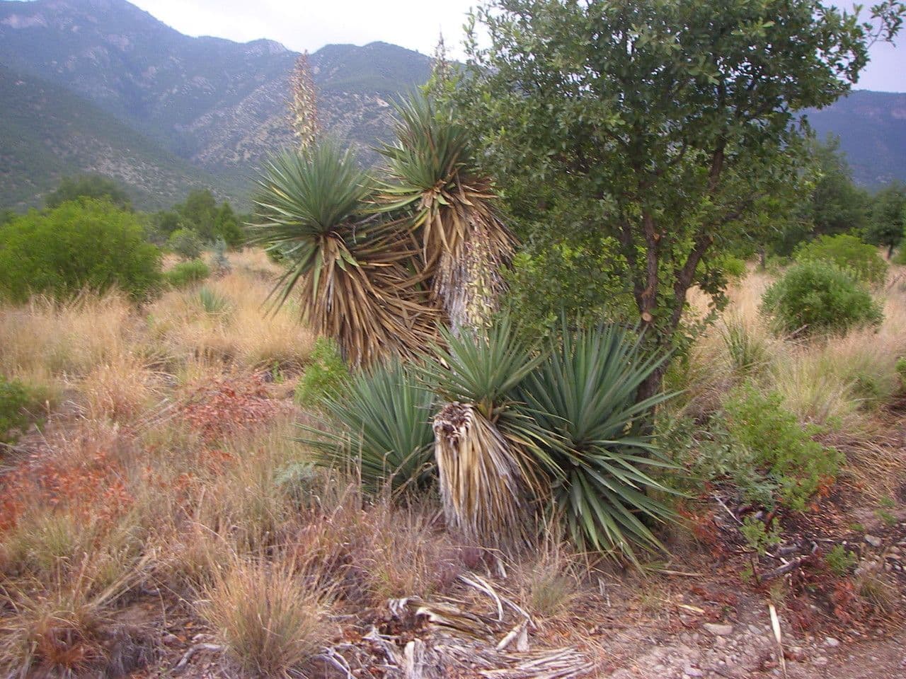 Yucca madrensis 5