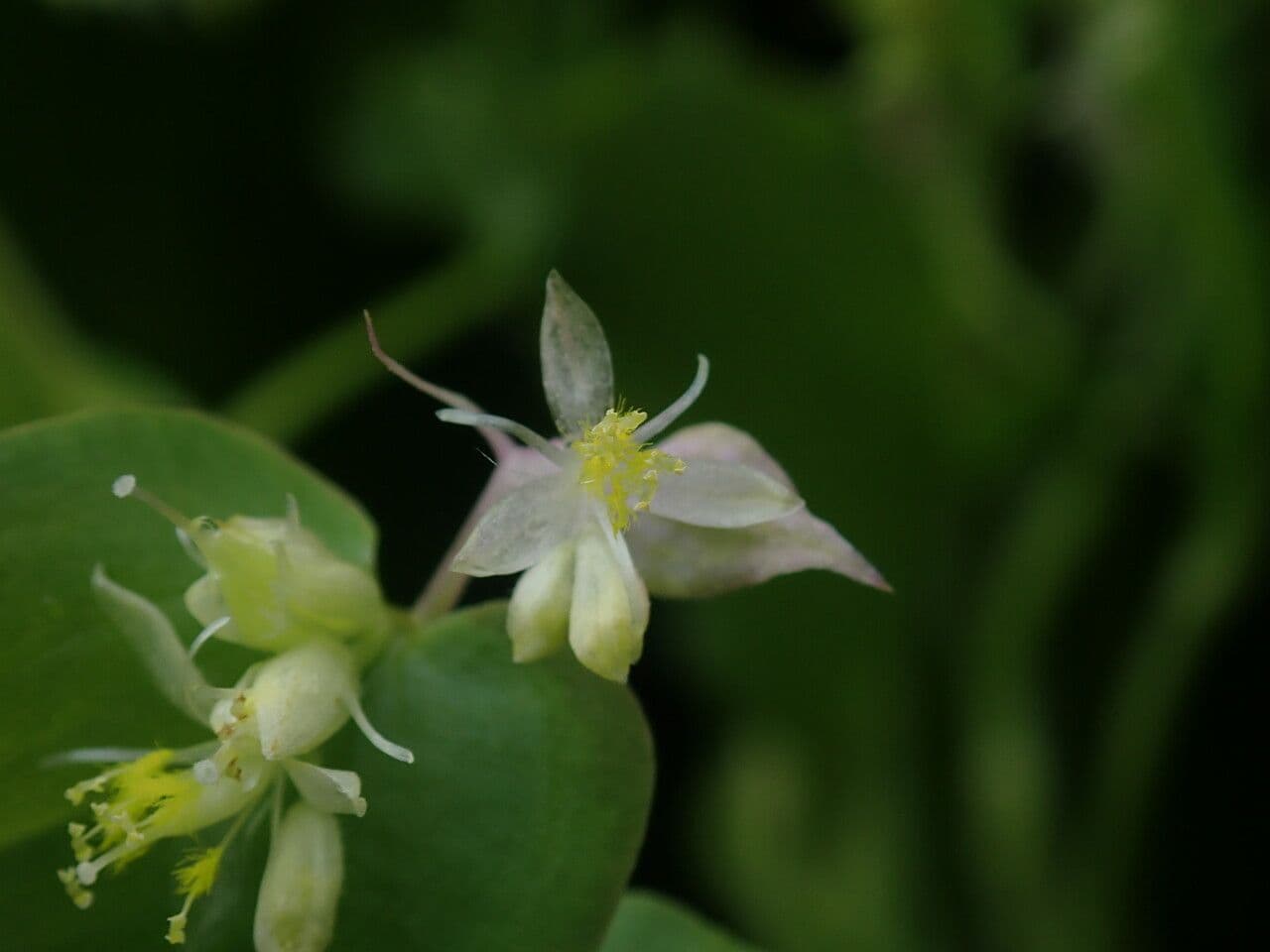 Streptolirion volubile 4