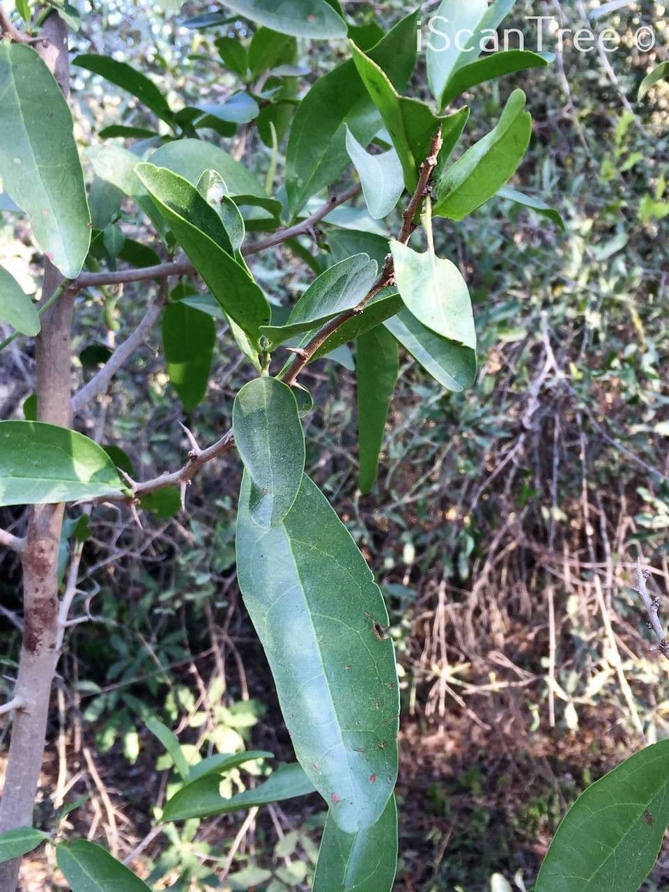 Ximenia caffra 3