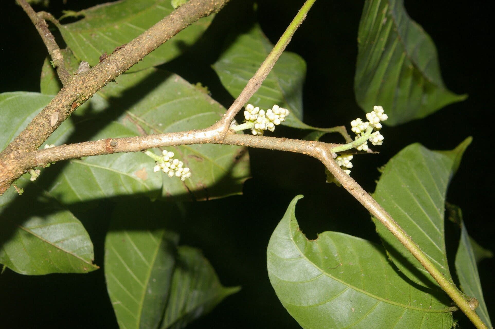 Trichilia 8