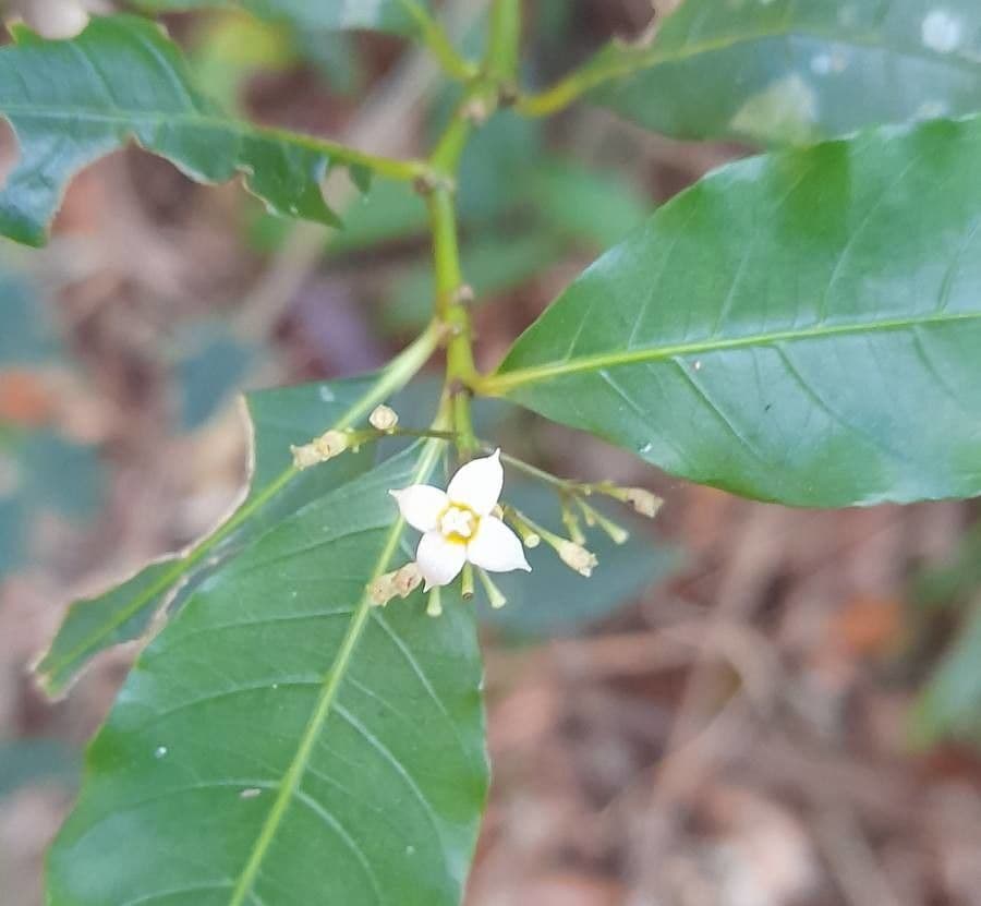 Psychotria 4