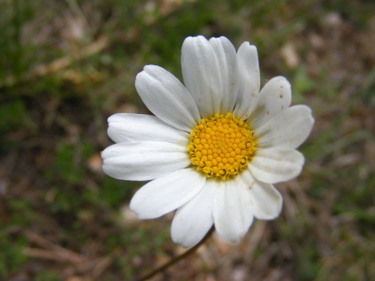 Leucanthemum 2