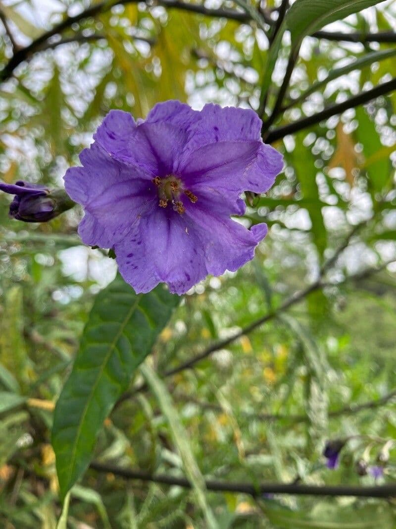 Solanum nudo 10