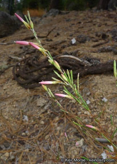 Gayophytum 8
