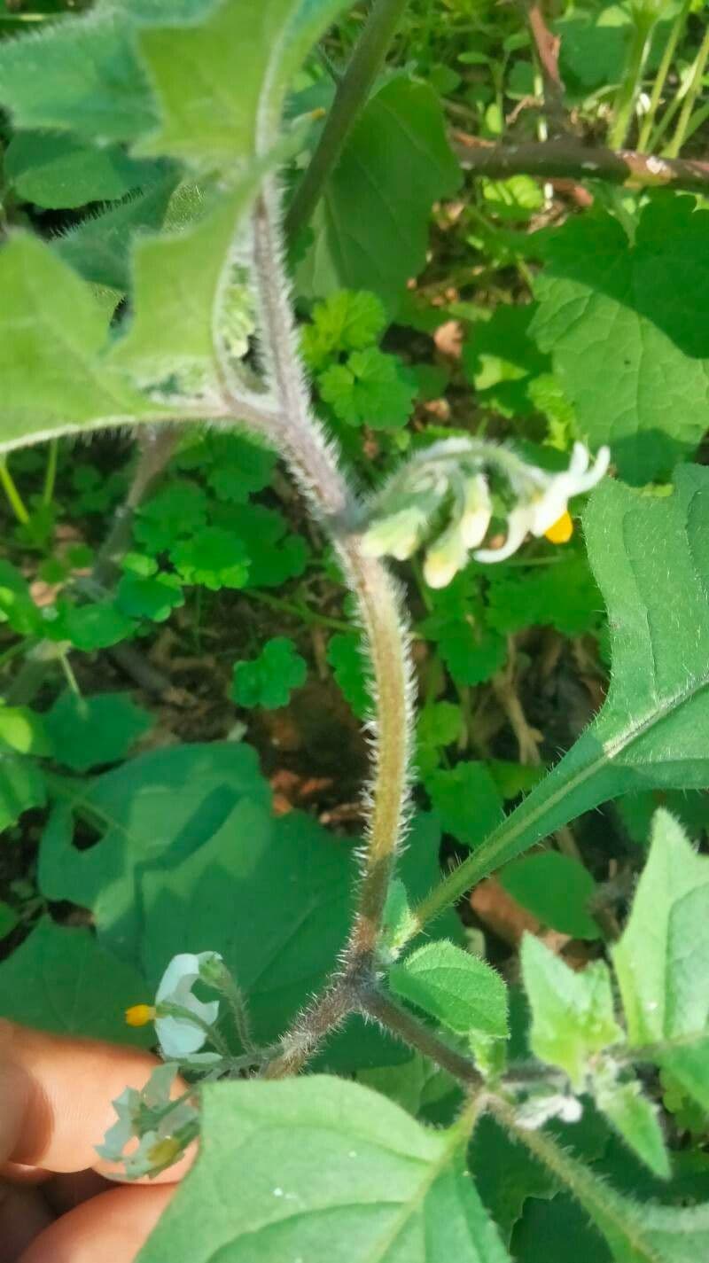 Solanum villosum 22