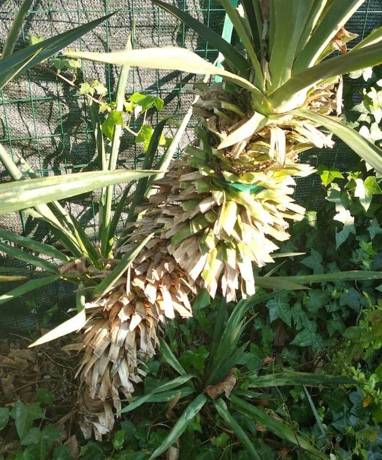 Bajonett-Yucca 26