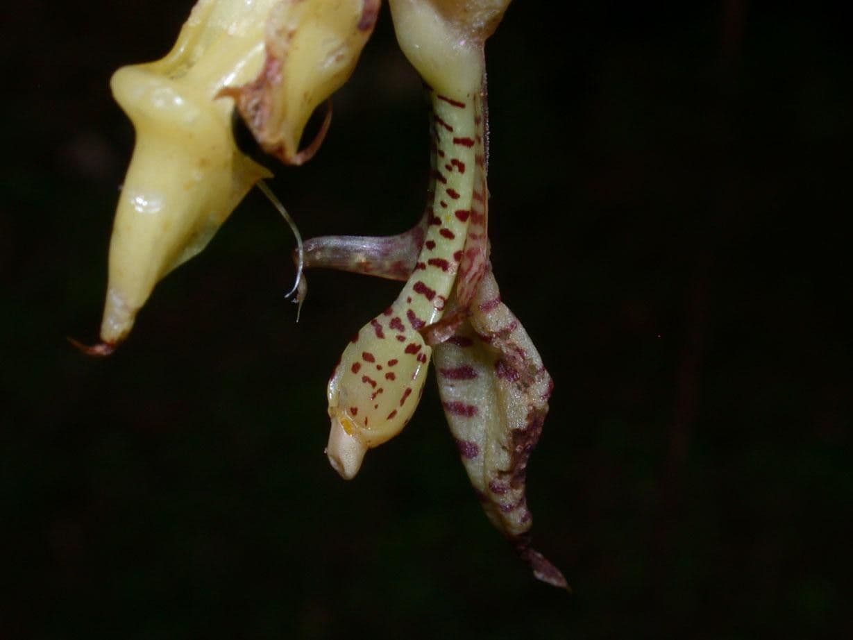 Gongora