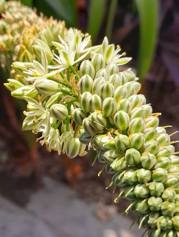 Albuca 10